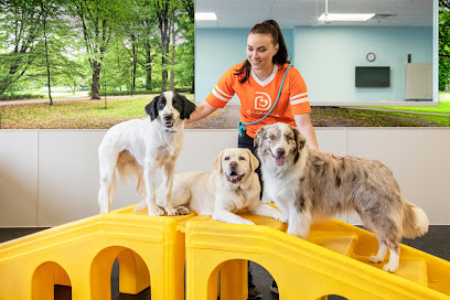 Dogtopia Dog Day Care Birmingham