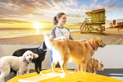 Dog Day Care Longwood Orlando